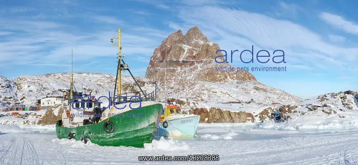 : The frozen harbor of Uummannaq during winter in : The frozen harbor of Uummannaq during winter in