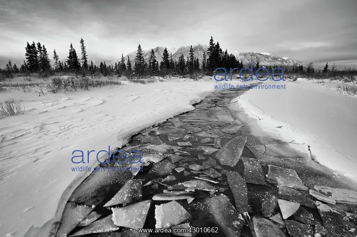 : Frozen Ice in small creek Kluane National Park Yukon, Canada : Frozen Ice in small creek Kluane National Park Yukon, Canada
