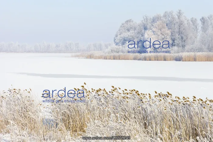 : Frozen lake bordered with Common Reed (Phragmit : Frozen lake bordered with Common Reed (Phragmit