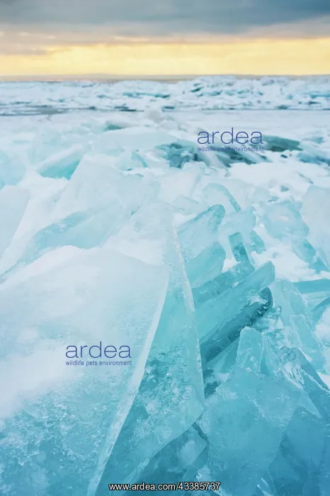 : Frozen lake in Burgenland : Frozen lake in Burgenland