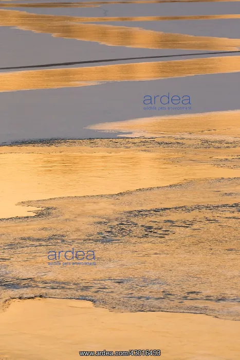 : Frozen Lake - ice forming a pattern at sunset in : Frozen Lake - ice forming a pattern at sunset in