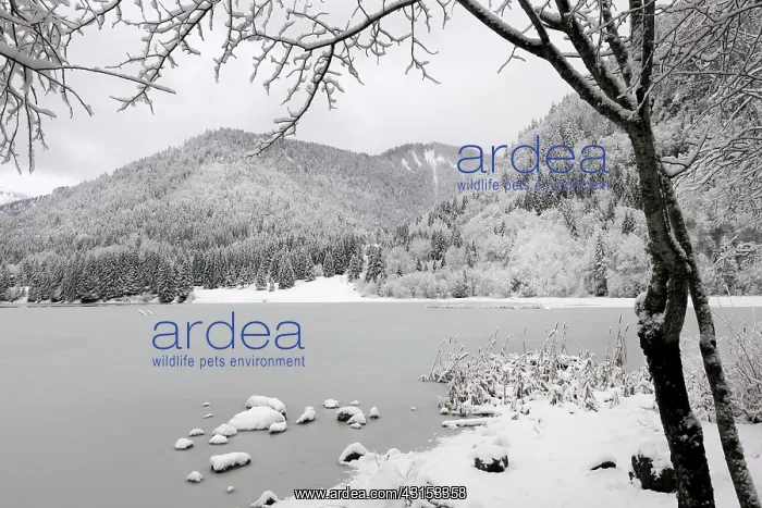 : Frozen lake with surrounding forest : Frozen lake with surrounding forest