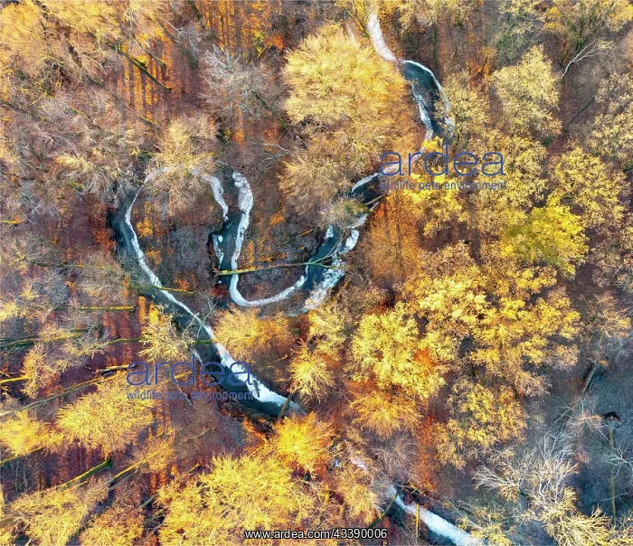 : Frozen meander of a low mountain stream in late : Frozen meander of a low mountain stream in late