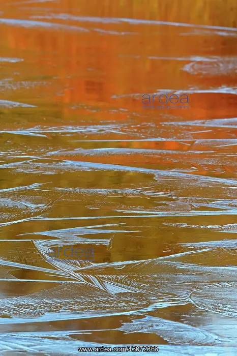: Frozen pond with ice patterns reflecting the surrounding bus : Frozen pond with ice patterns reflecting the surrounding bus
