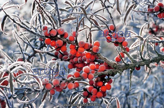 : frozen red berries : frozen red berries