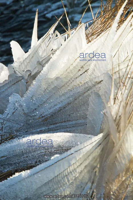  : Frozen reed along the water's edge in winter