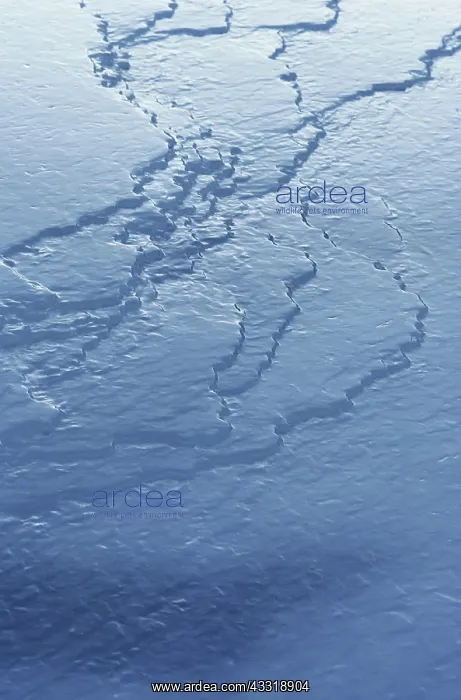 : Frozen River, Alaska : Frozen River, Alaska