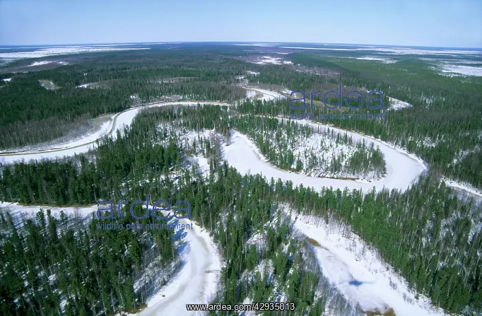 : Frozen river meanders in Taiga-forest, a tributary : Frozen river meanders in Taiga-forest, a tributary
