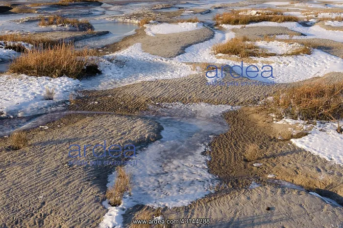 : Frozen riverbank of Westerschelde estuary : Frozen riverbank of Westerschelde estuary
