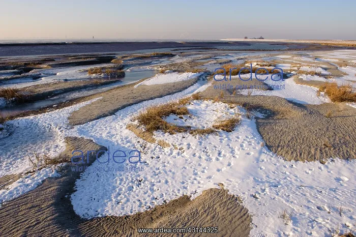 : Frozen riverbank of Westerschelde estuary : Frozen riverbank of Westerschelde estuary