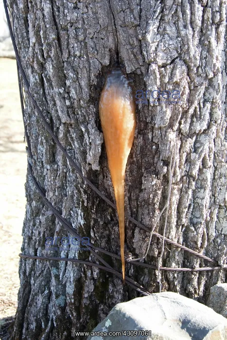 : Frozen Tree Sap : Frozen Tree Sap