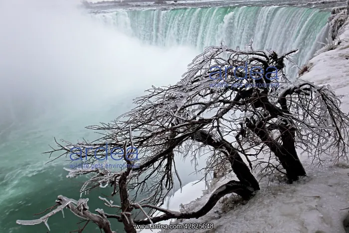 : Frozen Trees Overlooking Niagara Falls : Frozen Trees Overlooking Niagara Falls