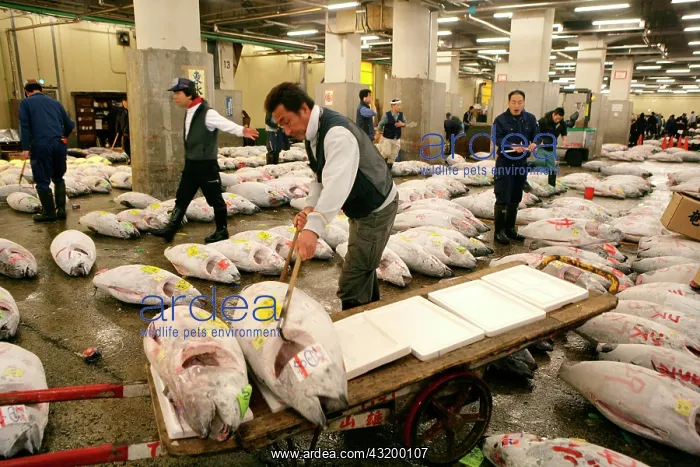 : Frozen tuna, Fish market, Tsukiji, Tokyo, Japan : Frozen tuna, Fish market, Tsukiji, Tokyo, Japan