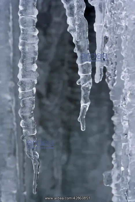 : Frozen Water - a curtain of icicles under a frozen : Frozen Water - a curtain of icicles under a frozen