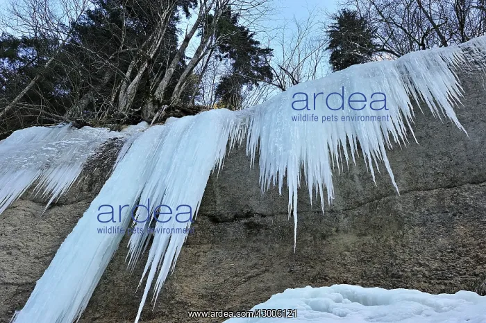 : Frozen Waterfall icicles : Frozen Waterfall icicles