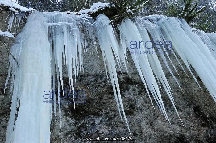 : Frozen Waterfall icicles : Frozen Waterfall icicles