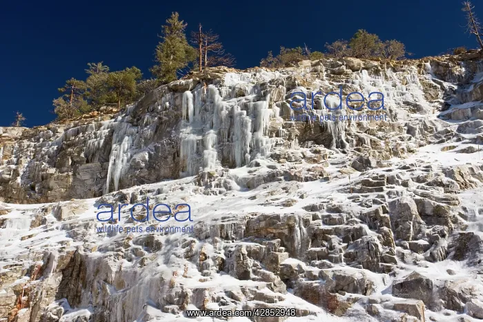 : Frozen waterfall in the Santa Catalina mountains : Frozen waterfall in the Santa Catalina mountains