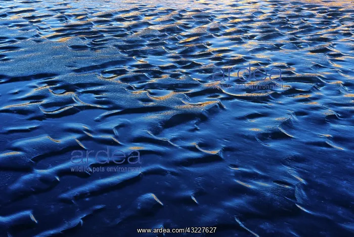 : Frozen waves on small pond in Waterton Lakes : Frozen waves on small pond in Waterton Lakes