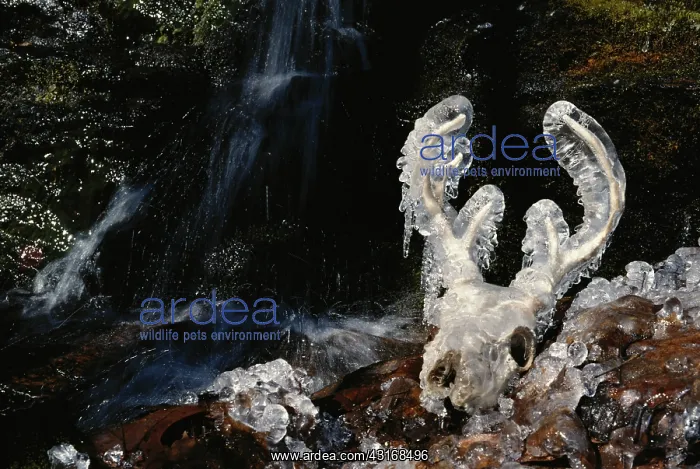 : Frozen White-tailed Deer skull : Frozen White-tailed Deer skull