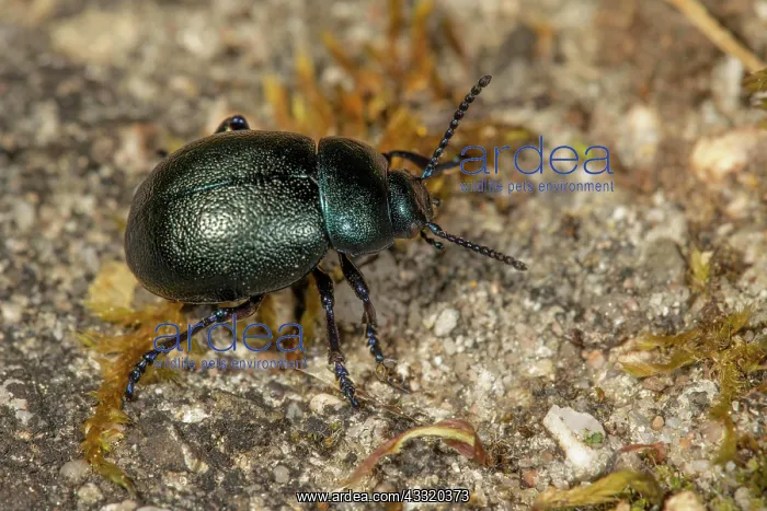 : Fruhlingsmistkafer (Geotrupes vernalis) auf einer : Fruhlingsmistkafer (Geotrupes vernalis) auf einer