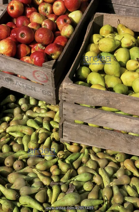 : Fruit - Apples and pears in boxes : Fruit - Apples and pears in boxes