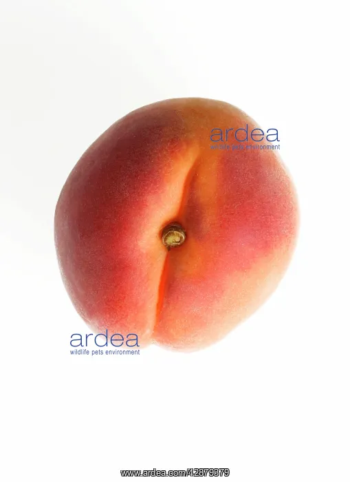  : Fruit - Apricot