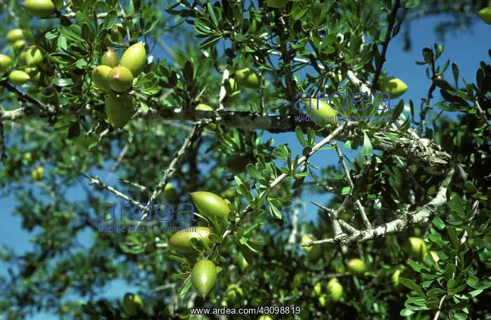 : Fruit on Argan Tree : Fruit on Argan Tree