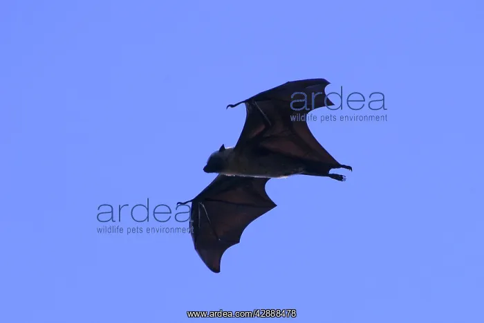 : Fruit Bat (Pteropus seychellensis comorensi) : Fruit Bat (Pteropus seychellensis comorensi)