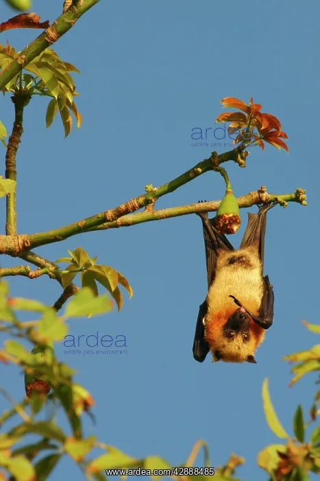 : Fruit Bat (Pteropus seychellensis comorensi) : Fruit Bat (Pteropus seychellensis comorensi)