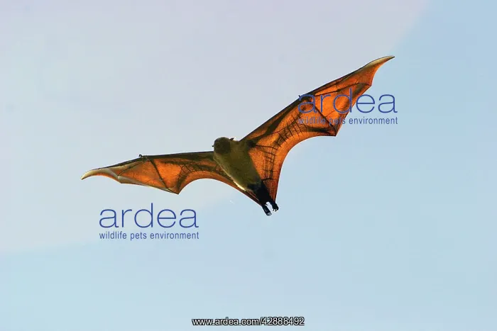 : Fruit Bat (Pteropus seychellensis comorensi) : Fruit Bat (Pteropus seychellensis comorensi)