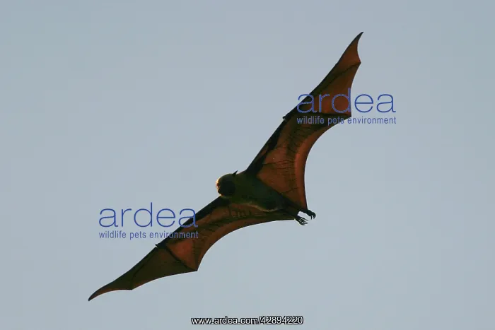: Fruit Bat (Pteropus seychellensis comorensi) : Fruit Bat (Pteropus seychellensis comorensi)
