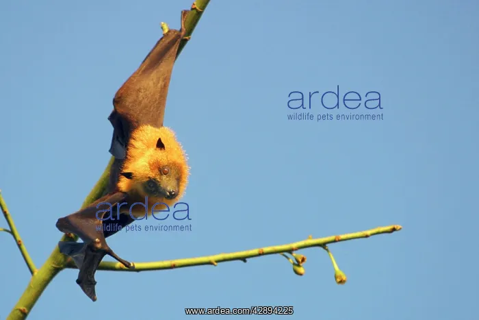 : Fruit Bat (Pteropus seychellensis comorensi) : Fruit Bat (Pteropus seychellensis comorensi)