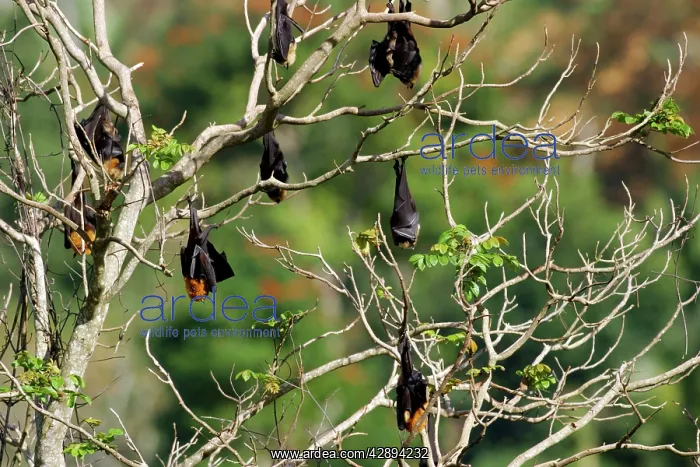: Fruit Bat (Pteropus seychellensis comorensi) : Fruit Bat (Pteropus seychellensis comorensi)
