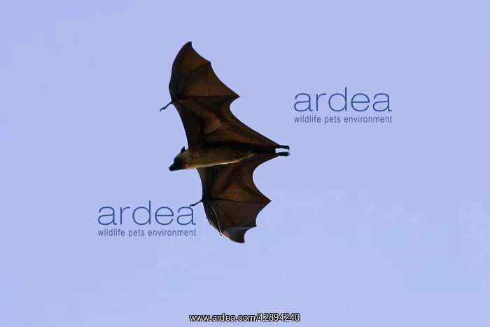 : Fruit Bat (Pteropus seychellensis comorensi) : Fruit Bat (Pteropus seychellensis comorensi)