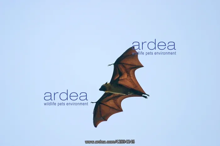 : Fruit Bat (Pteropus seychellensis comorensi) : Fruit Bat (Pteropus seychellensis comorensi)