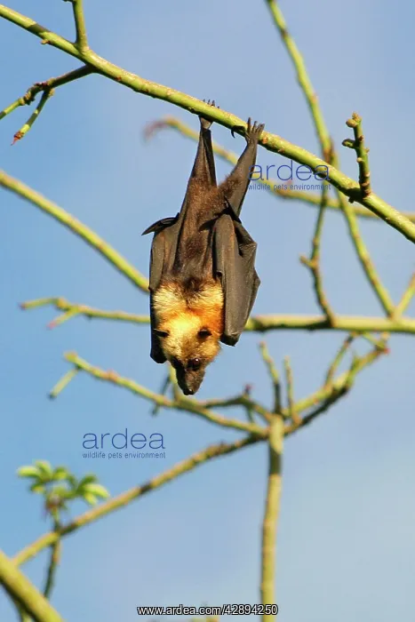 : Fruit Bat (Pteropus seychellensis comorensi) : Fruit Bat (Pteropus seychellensis comorensi)