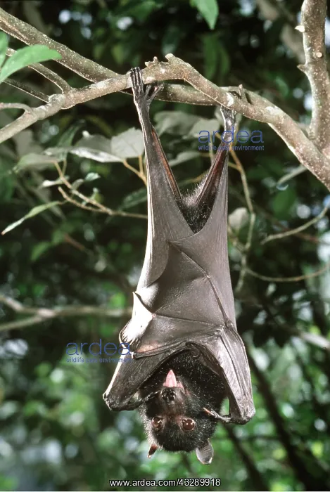 : Fruit BAT / Black Flying Fox - hanging from branch : Fruit BAT / Black Flying Fox - hanging from branch