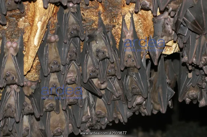 : Fruit Bat colony - males hanging upside down living : Fruit Bat colony - males hanging upside down living