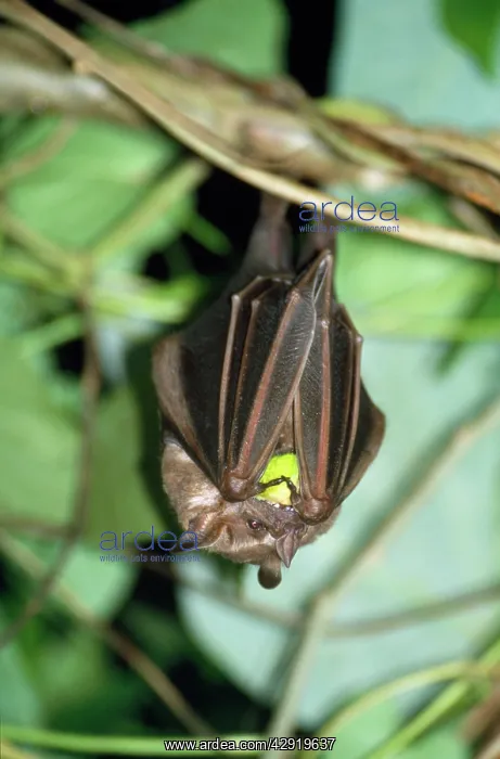 : Fruit Bat - eating fruit : Fruit Bat - eating fruit