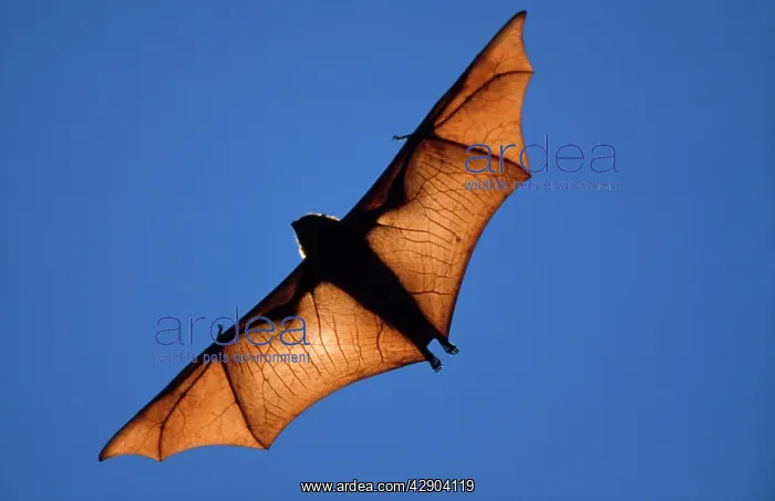 : Fruit BAT - in flight : Fruit BAT - in flight