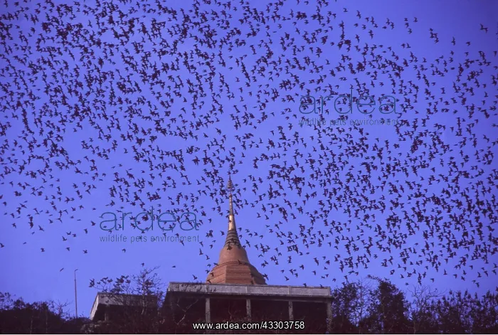  : FRUIT BAT - flock in flight