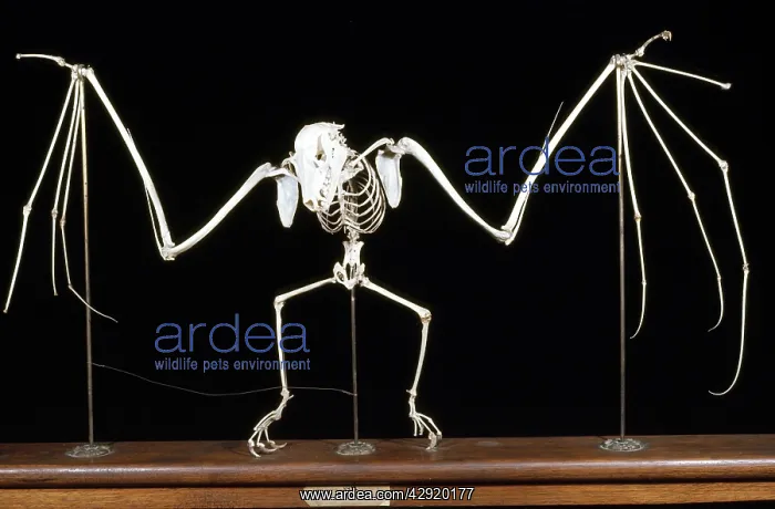 : Fruit Bat / Flying Fox Skeleton : Fruit Bat / Flying Fox Skeleton