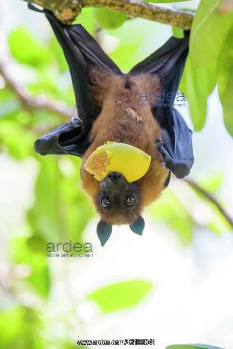 : Fruit bat (Pteropus medius), eats fruit, Kuramathi : Fruit bat (Pteropus medius), eats fruit, Kuramathi