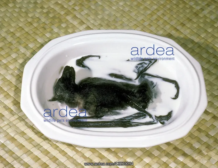 : Fruit Bat Soup : Fruit Bat Soup