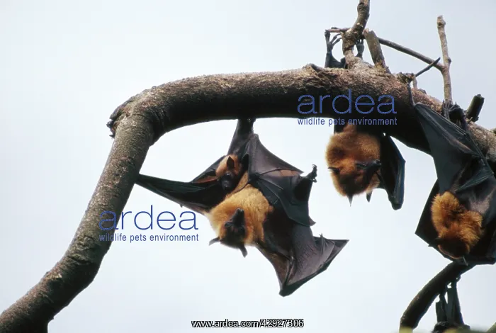 : Fruit Bats / Common Flying / Large Flying Fox - : Fruit Bats / Common Flying / Large Flying Fox -