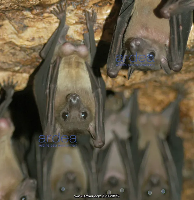 : Fruit Bats - males hanging upside down living in : Fruit Bats - males hanging upside down living in