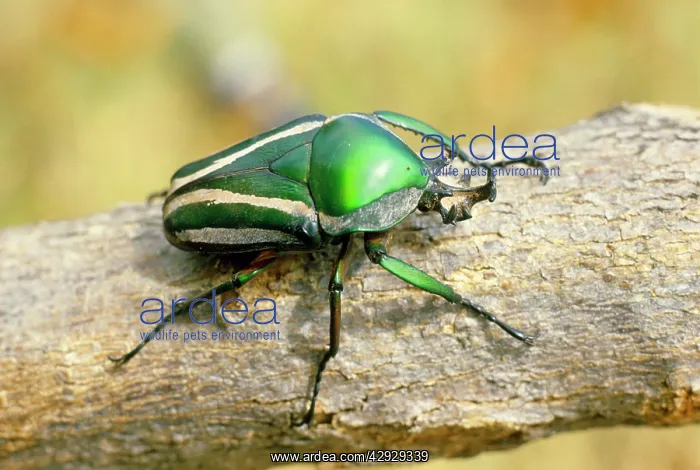 : Fruit Beetle : Fruit Beetle