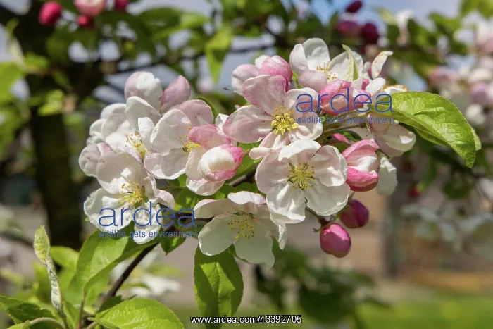 : Fruit blossom in the Altes Land, Hamburg, Germany : Fruit blossom in the Altes Land, Hamburg, Germany