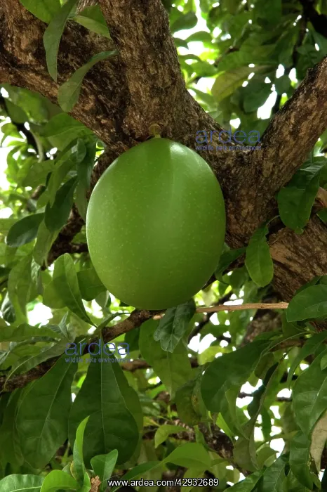 : Fruit of Calabash Tree - National Tree of St. Lucia : Fruit of Calabash Tree - National Tree of St. Lucia