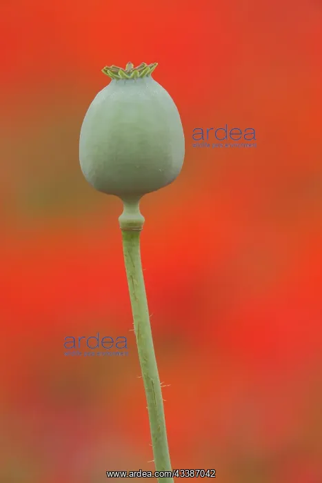 : Fruit capsule of opium poppy (Papaver somniferum) : Fruit capsule of opium poppy (Papaver somniferum)